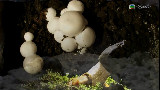神奇的蘑菇 (中字)